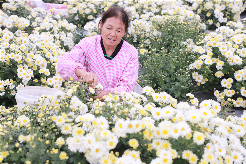 信阳市商城县：遍地花开创收益 群众奔忙心不慌