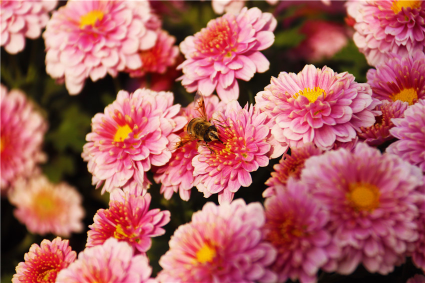 最“美”的秋丨南阳新野：菊花盛开正当时