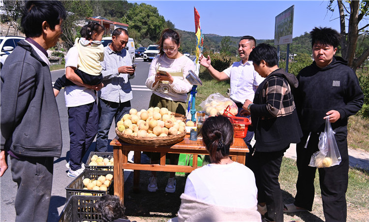 信阳新县：冬桃飘香 致富有路