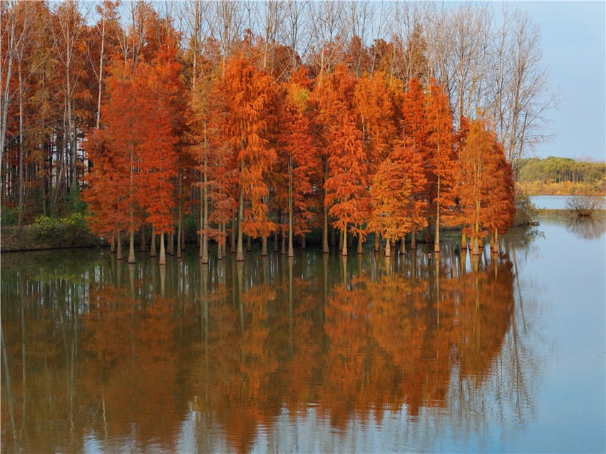 信阳固始：水杉色正浓 冬景如油画