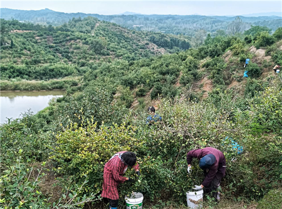 信阳市固始县：小小油茶树 铺就致富路