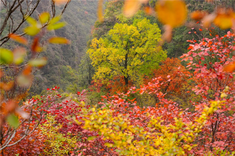 安阳林州：太行大峡谷秋景美如画