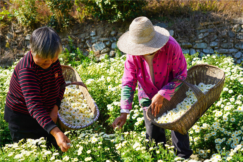 信阳市新县：菊花飘香采摘忙 绽放乡村“致富花”