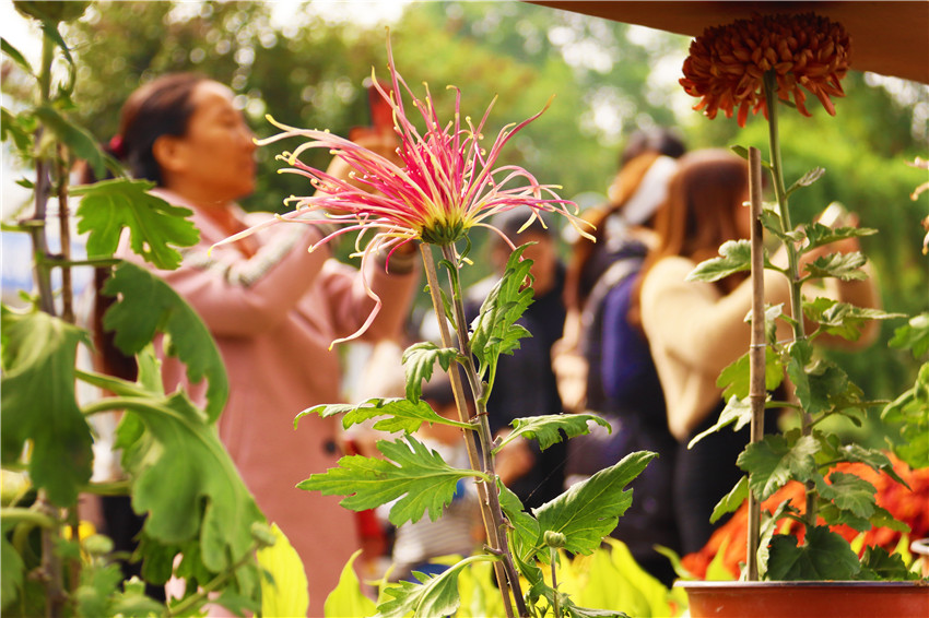 最“美”的秋丨南阳新野：菊花盛开正当时