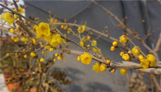 诗意花都 梅香天下 第十一届中国·鄢陵蜡梅梅花文化节开幕