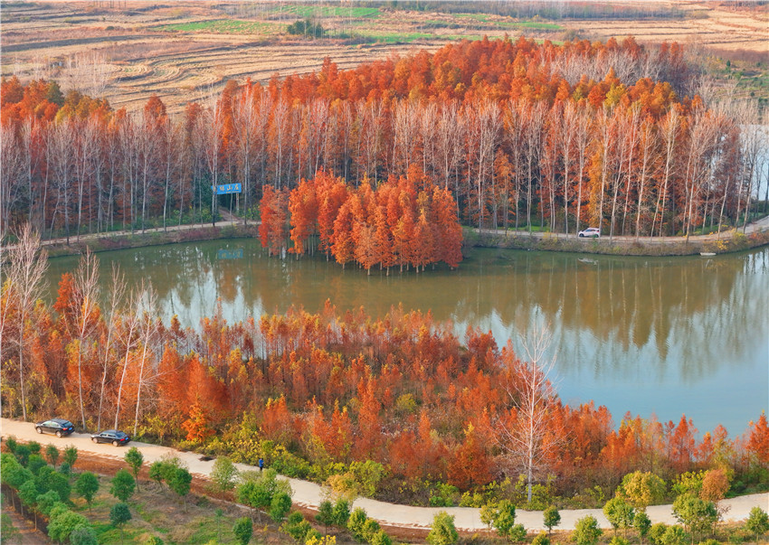 信阳固始：水杉色正浓 冬景如油画