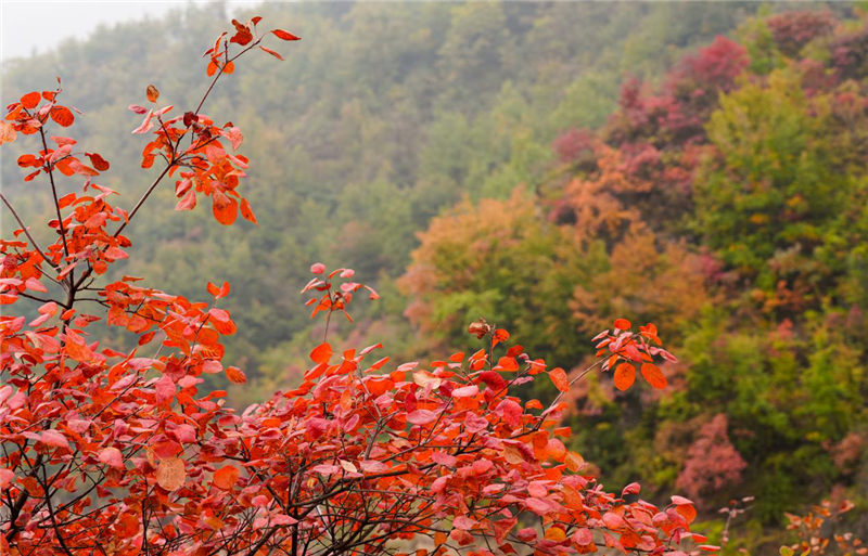 安阳林州：太行大峡谷秋景美如画