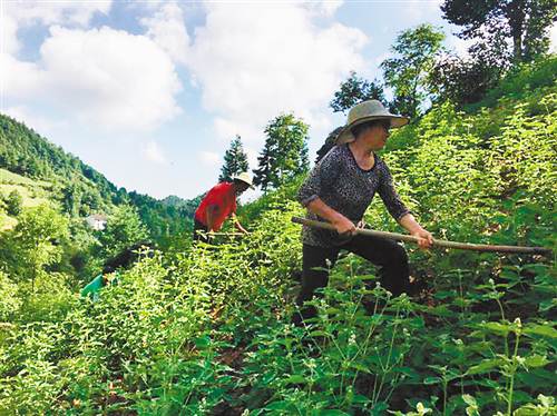 【社会民生 列表】巫山药农陈恢生靠技术扶贫