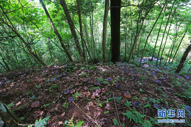 高山灵芝撑起村民致富梦