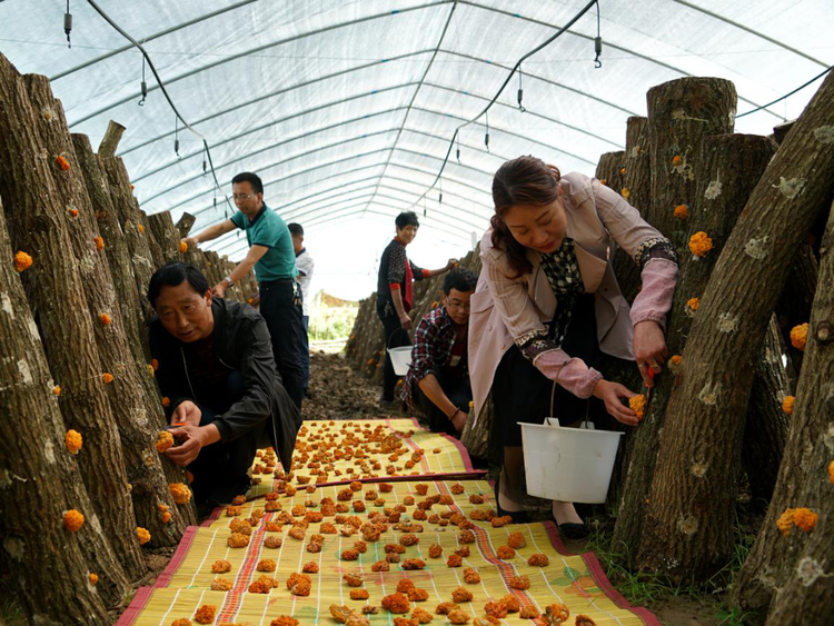 【有修改】陕西汉中：勠力同心拔穷根 砥砺前行奔小康