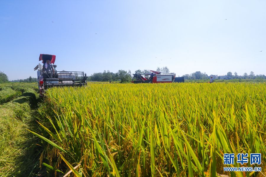 河南光山：5.2万亩再生水稻喜获丰收