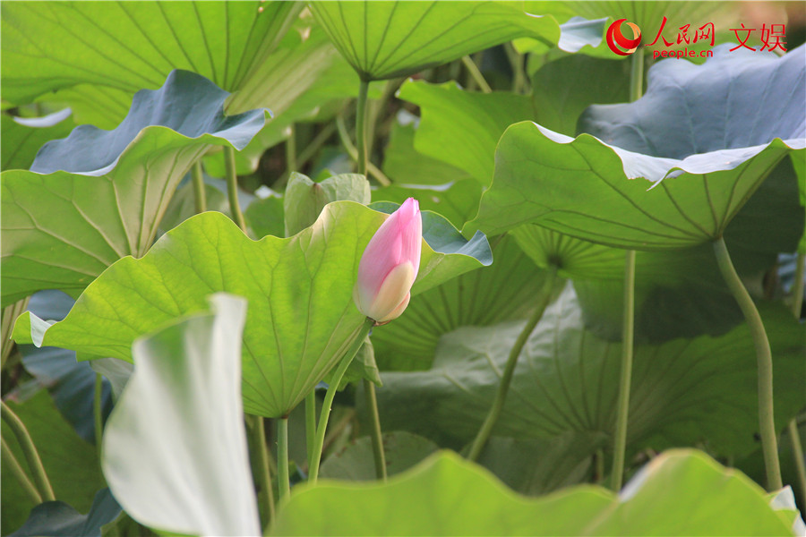 “好运莲莲”！传统观荷佳节，古人都有啥讲究？