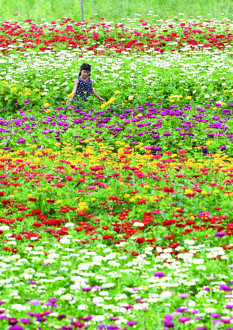 长春市九台区：绚烂花海绽放致富笑脸