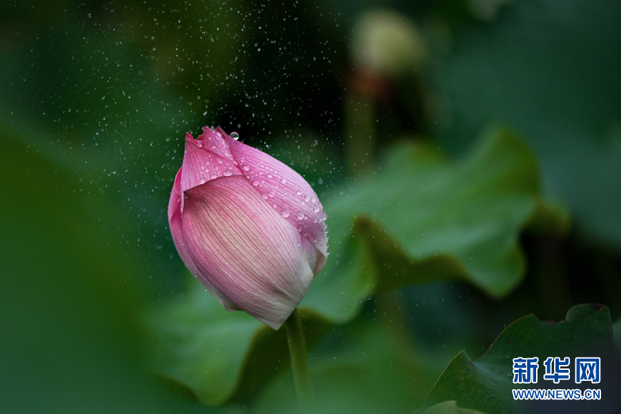 雨露滋润 荷花更娇艳