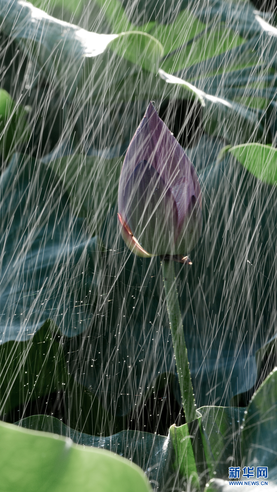 雨露滋润 荷花更娇艳