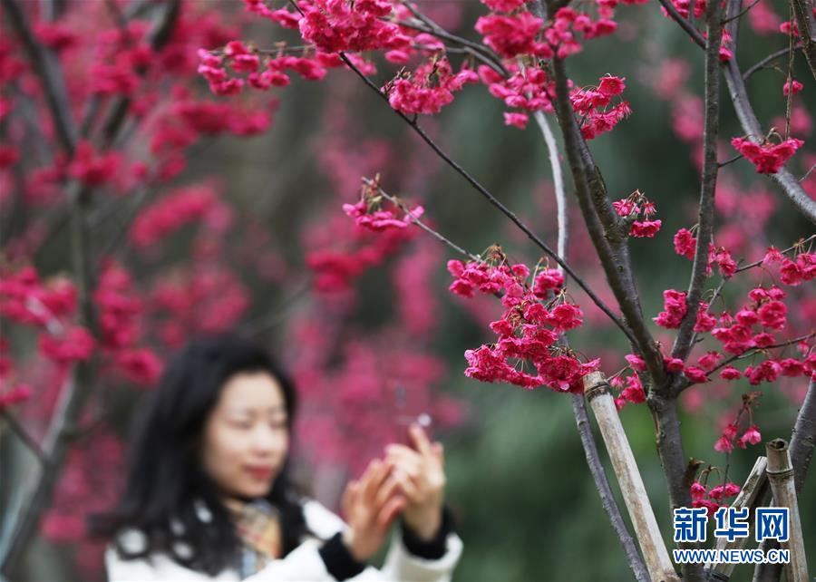 全域：春暖花开迎客来