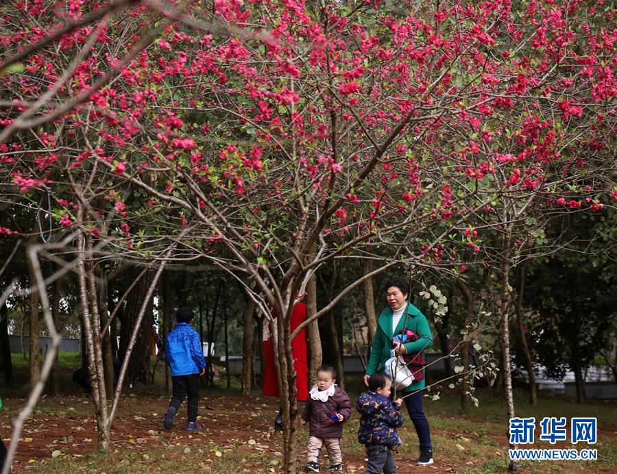 全域：春暖花开迎客来