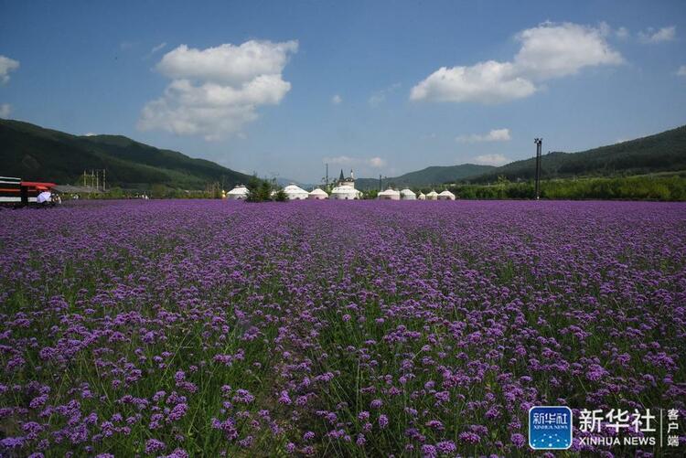 “两花经济”引领老林区蝶变