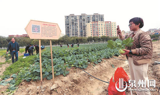 【福建时间列表】【泉州】【移动版】石狮宝盖：公益劳动基地 成为爱心聚集地