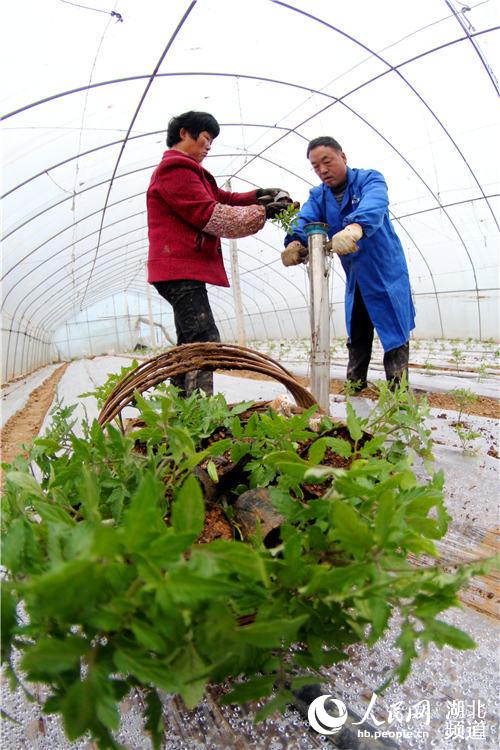 湖北郧阳：人勤春来早 三月人倍忙