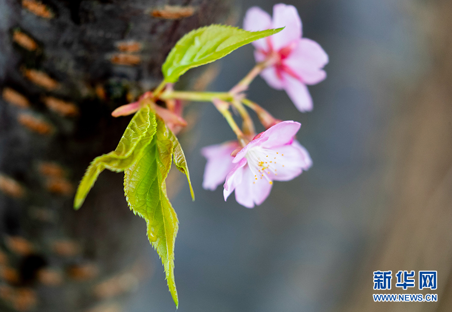 重庆：春风吹绿芽 轻舞春天里