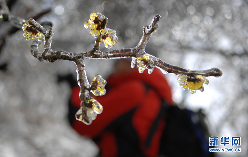 安徽黄山：冰雪金缕梅 独自迎春开