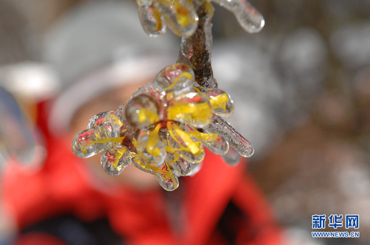 安徽黄山：冰雪金缕梅 独自迎春开