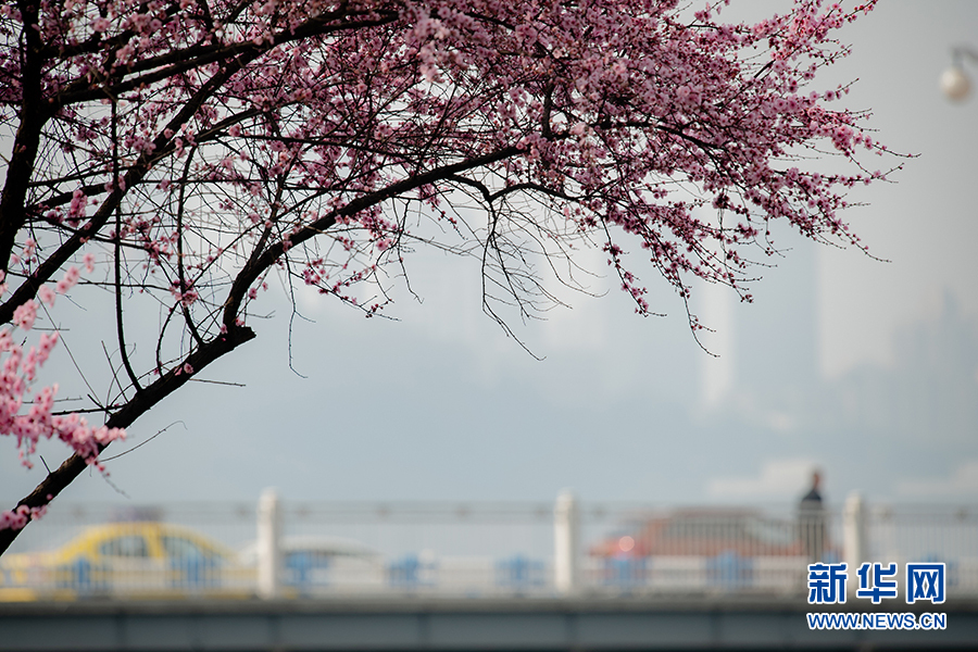 【渝情渝景】春色正浓 又到山城赏花时