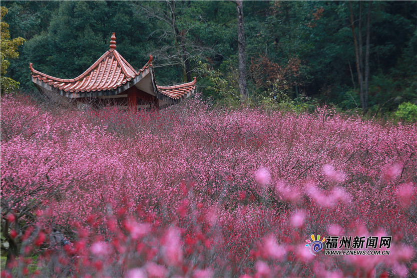 【图说福建第七张】【福州】【移动版】【Chinanews带图】福州：藏于深山有人识 梅里梅花好颜色