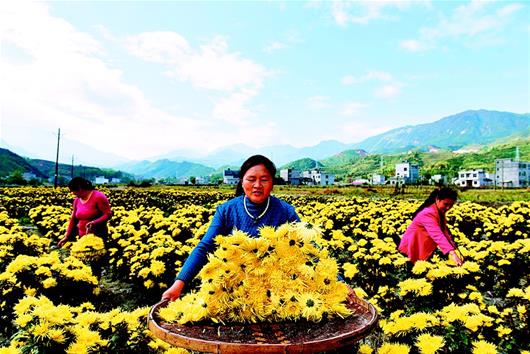 湖北通城：低丘岗地开出致富花