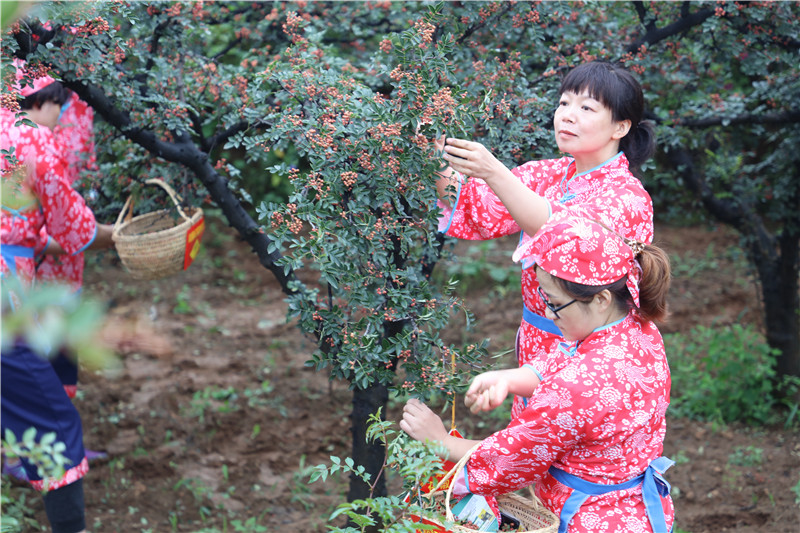 【B】三门峡市渑池县举办第三届花椒采摘节暨网络直播“带货”活动