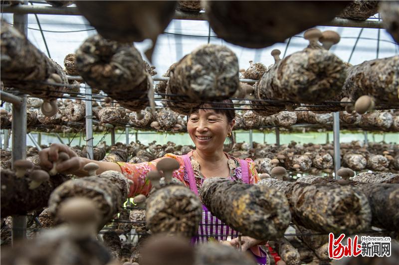 凝心聚力奔小康｜河北阜平：牢记嘱托攻坚战贫