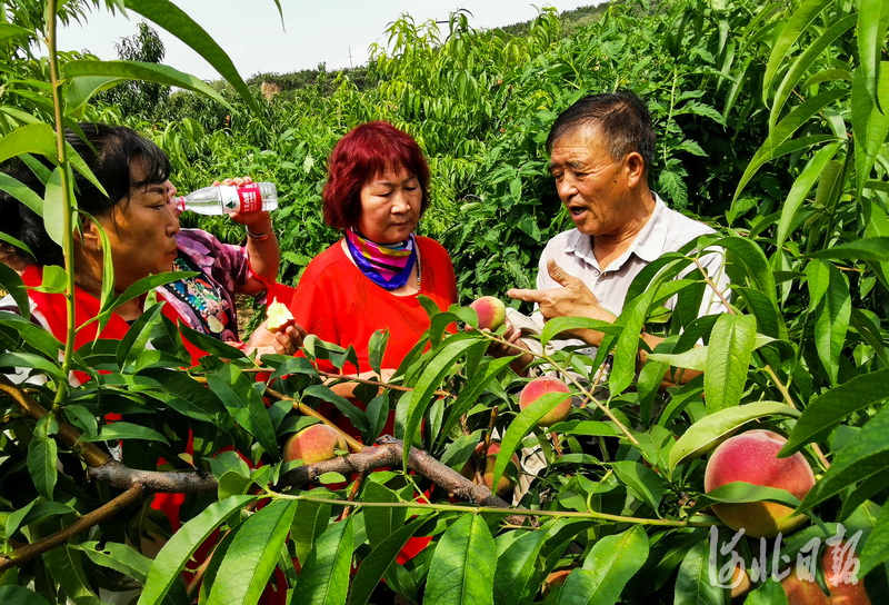 河北张家口：蜜桃熟啦！