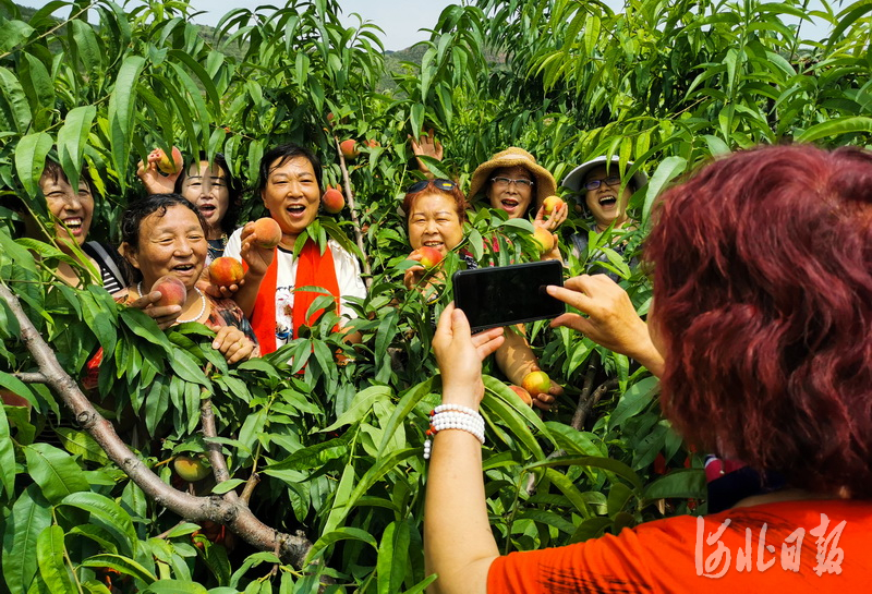 河北张家口：蜜桃熟啦！