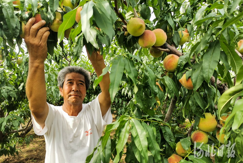 河北张家口：蜜桃熟啦！