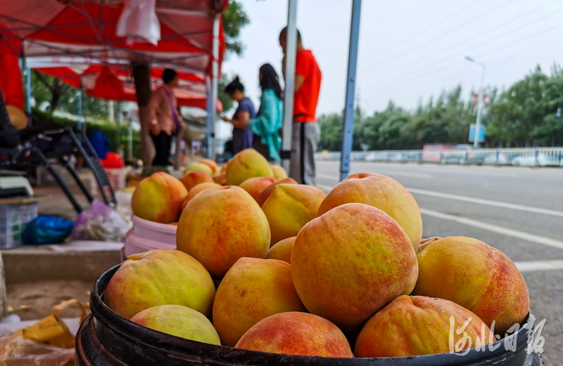 河北张家口：蜜桃熟啦！