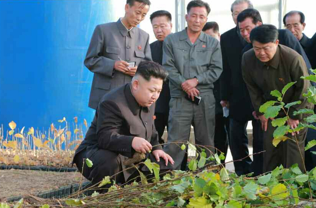 金正恩视察种植园区 多次蹲下腿疾已无大碍