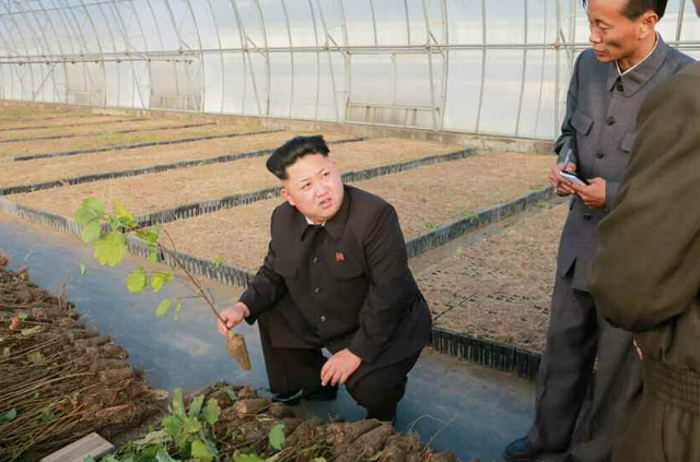 金正恩视察种植园区 多次蹲下腿疾已无大碍