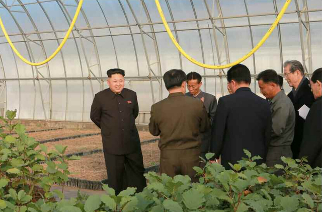 金正恩视察种植园区 多次蹲下腿疾已无大碍