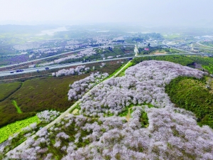 （旅游）这些美如画的地方带你先尝“春”