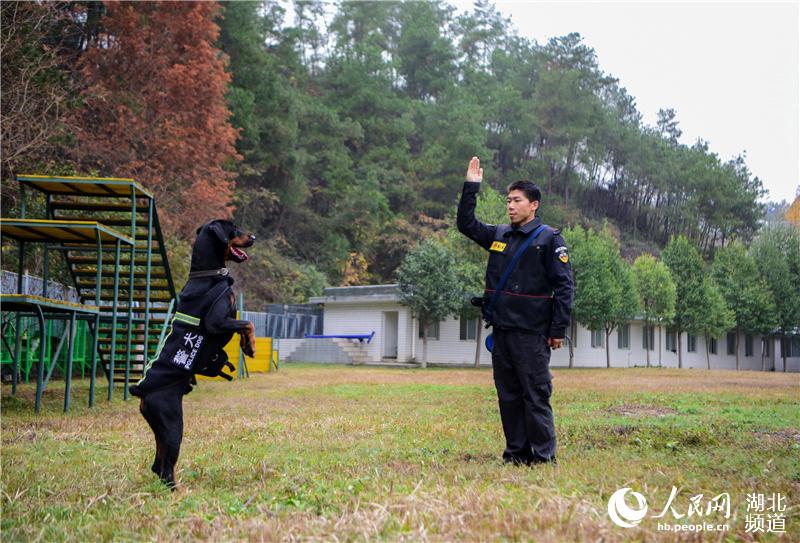 探访十堰警犬基地 见识警犬“绝活儿”