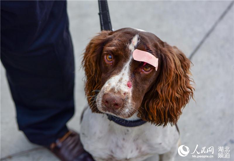 探访十堰警犬基地 见识警犬“绝活儿”