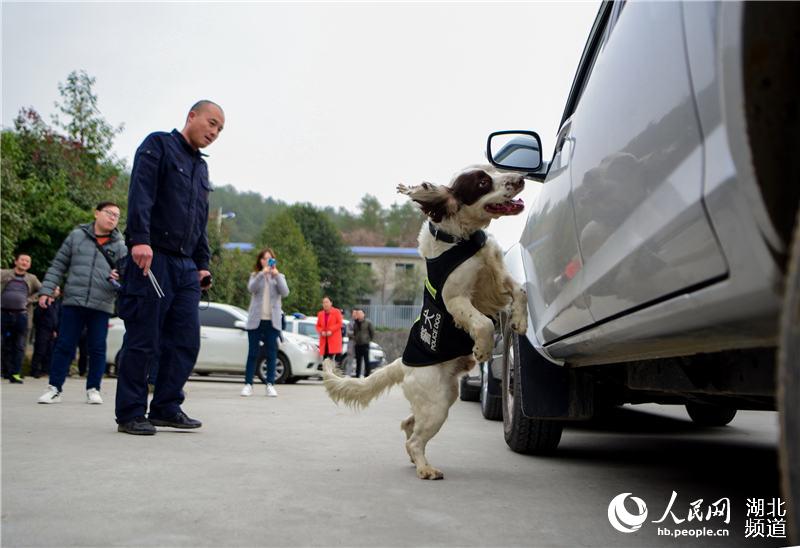 探访十堰警犬基地 见识警犬“绝活儿”