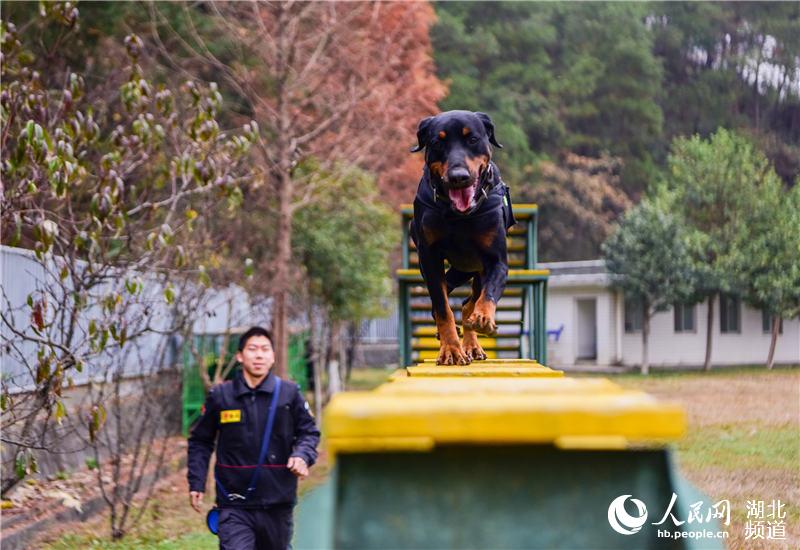 探访十堰警犬基地 见识警犬“绝活儿”