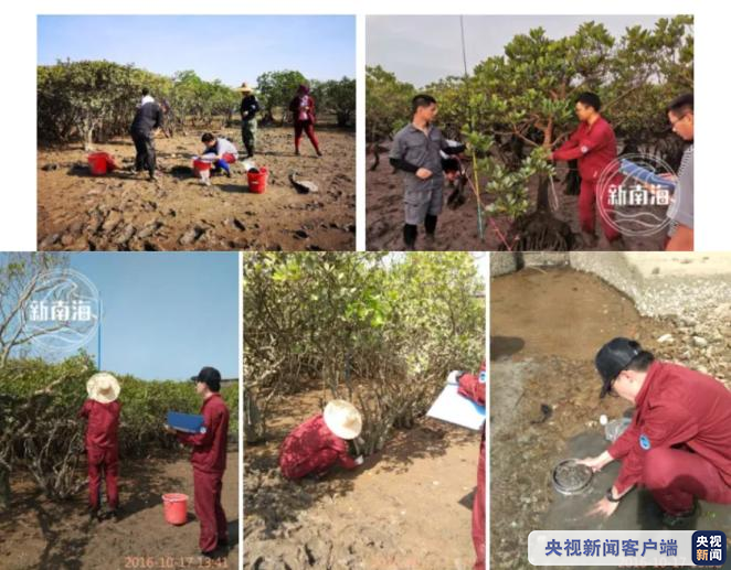 保护红树林 “南海人”一直在行动