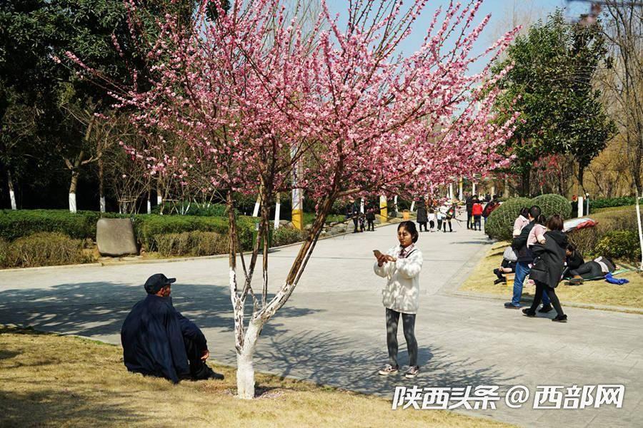 三月的安康 梅花朵朵开