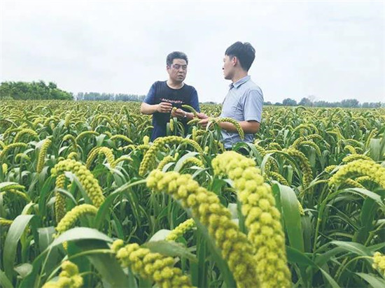 【B】河南宝丰：花开似海铺就致富小康路