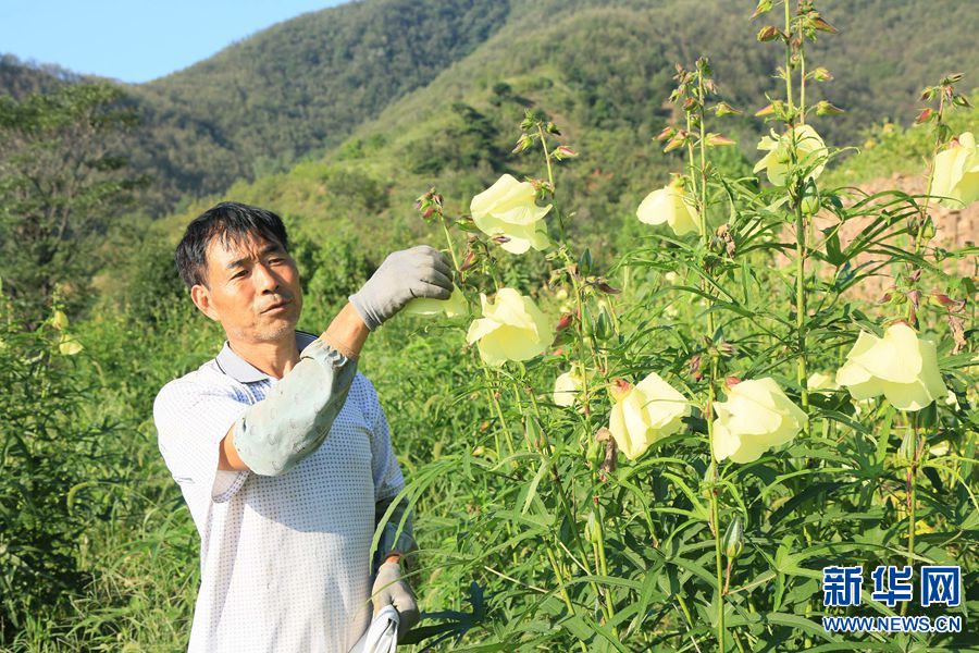 【城市远洋】河南汝阳：黄蜀葵花醉乡间