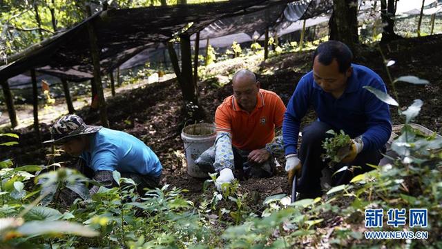 “靠山吃山”的新路径——探寻大瑶山的“幸福密码”