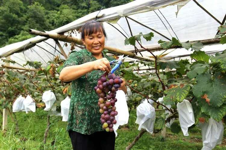 贵州荔波： 250亩提子产销两旺 果农笑开颜